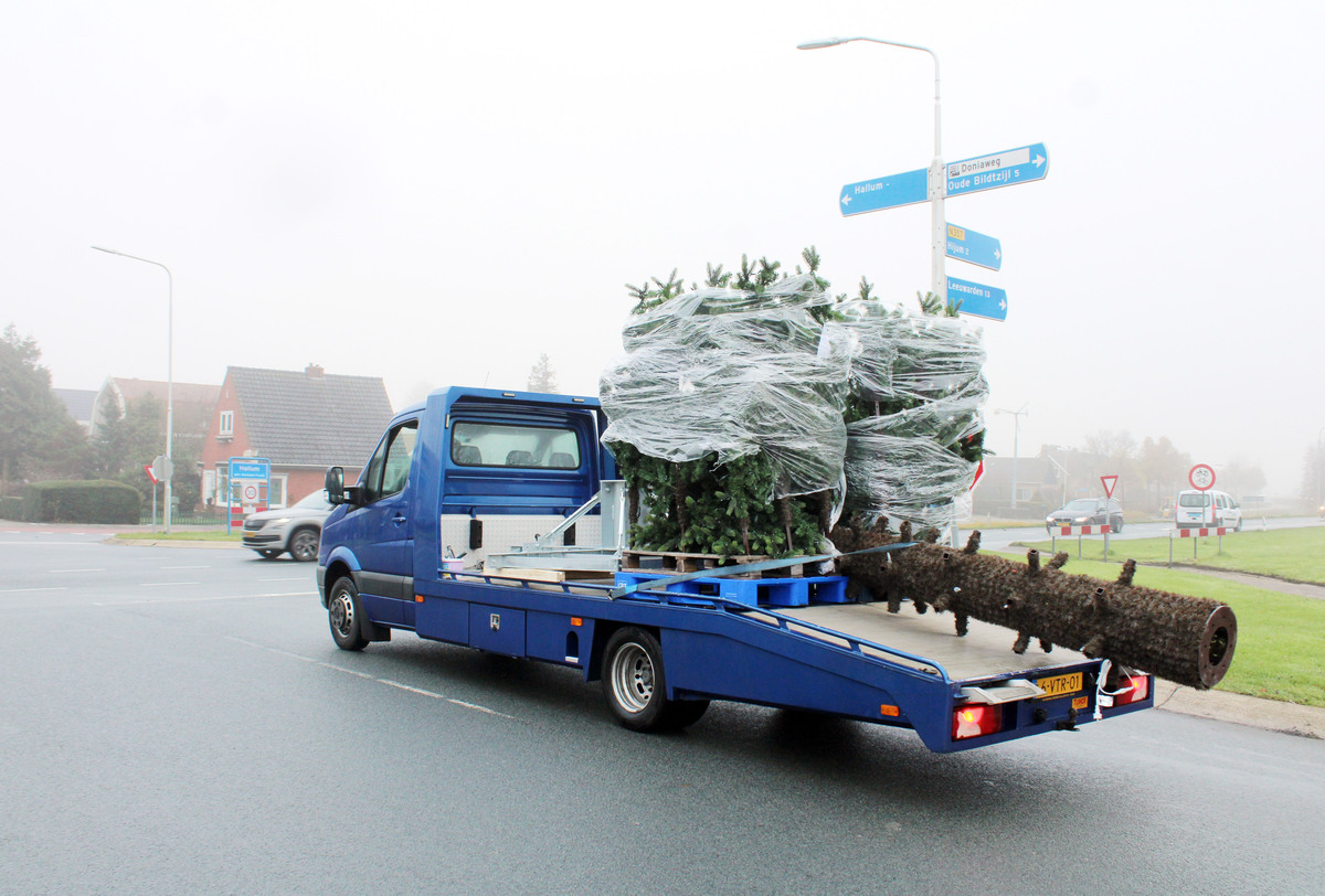 De nieuwe kerstboom staat!