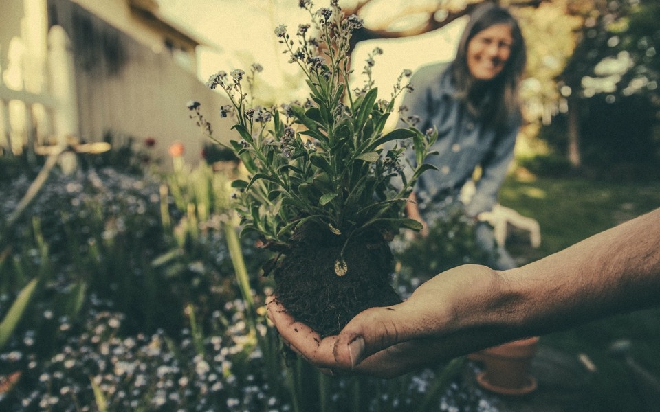 plantje plant hand helpen tuin werken groen natuur omtinkers hallum doarpsomtinkers dorpsomdenkers