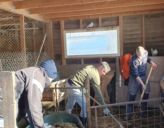 nldoet hallum klussen hoenderpark dieren kippen geiten schapen eenden hoender vrijwilligers doarpsbelang houtsnippers schoonmaken opruimen