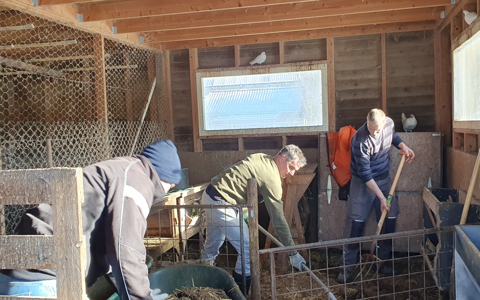 nldoet hallum klussen hoenderpark dieren kippen geiten schapen eenden hoender vrijwilligers doarpsbelang houtsnippers schoonmaken opruimen