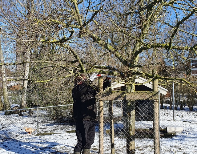 nldoet hallum klussen hoenderpark dieren kippen geiten schapen eenden hoender vrijwilligers doarpsbelang houtsnippers schoonmaken opruimen