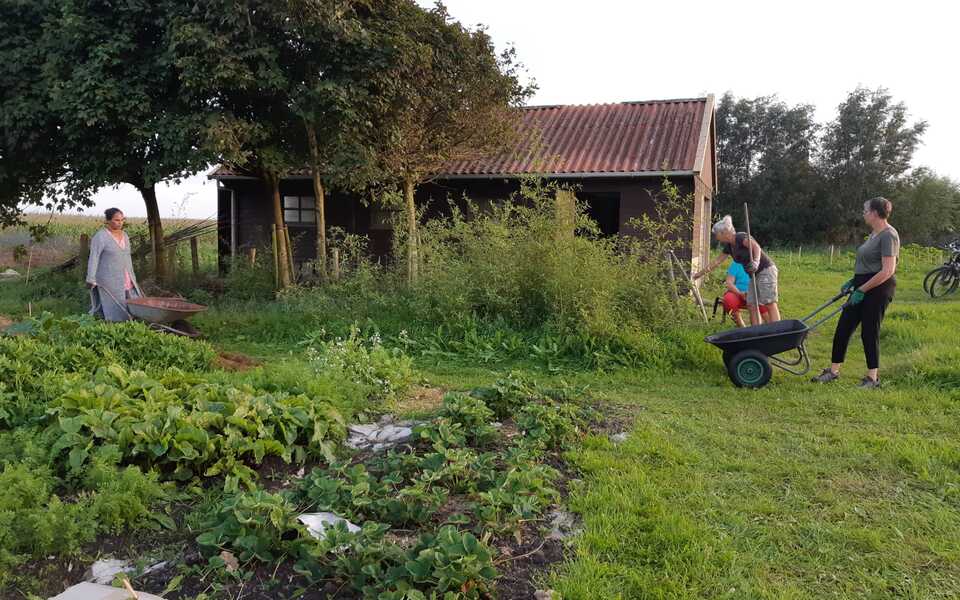 Doarpstún Hallum 2023 eerste aanleg groentes groen fruit kweken telen vrijwilligers