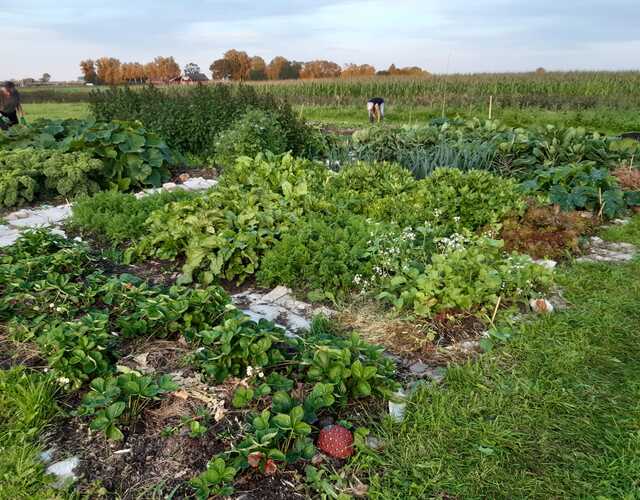 Doarpstún Hallum 2023 eerste aanleg groentes groen fruit kweken telen vrijwilligers