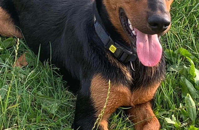 beauceron hond vermist zoeken zwart bruin gevlekt 