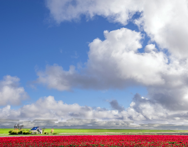 Langs de Dyksterwei bij Nes staan de tulpen volop in bloei op een akker. FOTO: MARCEL VAN KAMMEN