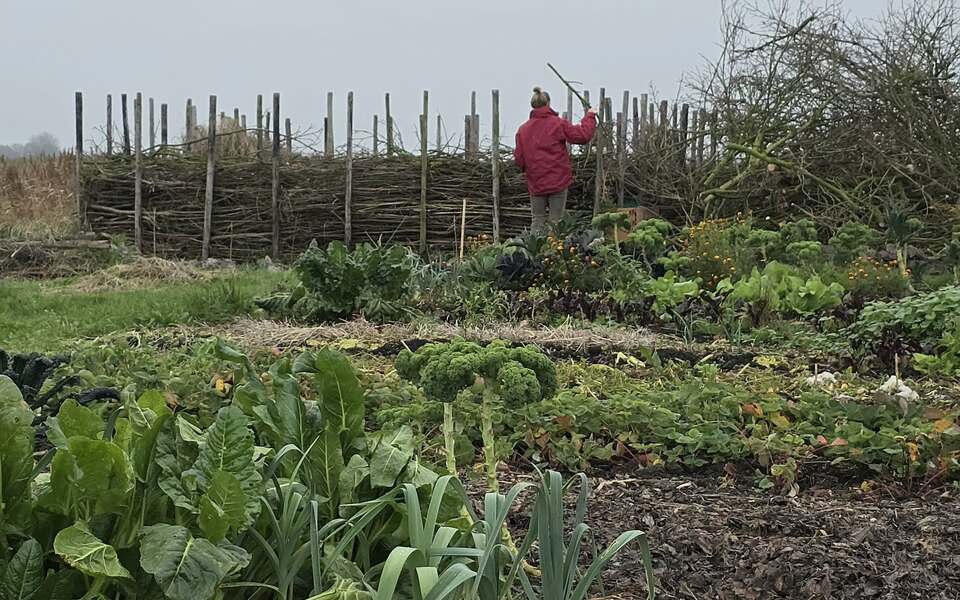 Vrijwilliger in rode jas aan het werk in de dorpsmoestuin, met groentebedden en een gevlochten takkenwal op de achtergrond.