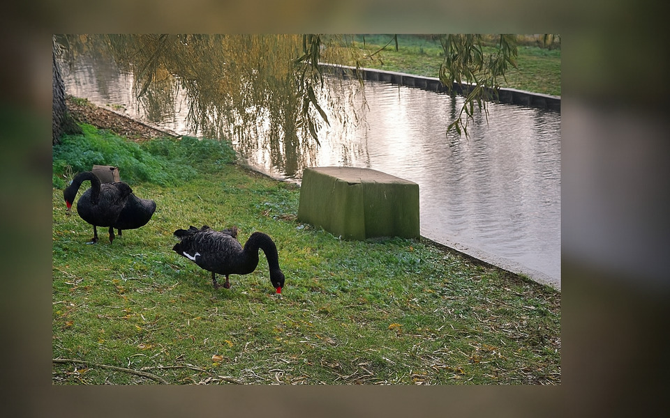 Zwarte zwanen grazen op het gras aan de waterkant in het Hoenderpark, met de vijver en hangende wilgentakken op de achtergrond en vervaagde randen rondom.