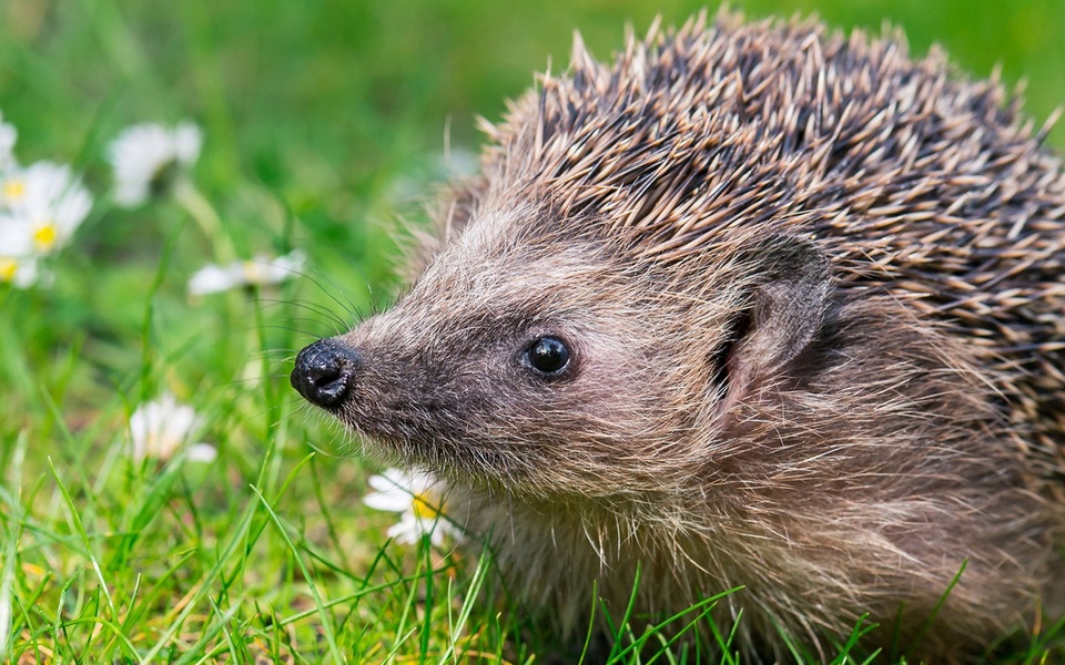Creatieve Egelvriendjes egel tekening kleurplaat egels bloem kleuren voorbeeld opdrachten tips Kleurplaat aprilbladeren bruin slapen egel stikelbaarch tuin gras bladeren