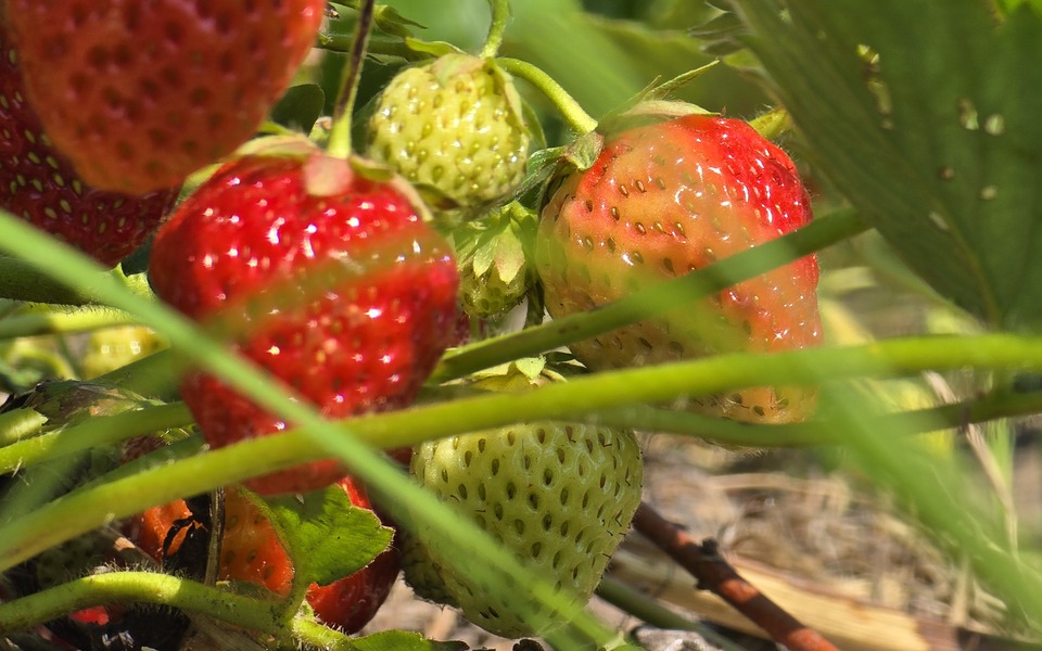 verse aardbeien aan de plant rijp en niet rijp rood en wit doarpstún hallum tuin plukken vrijwilliger