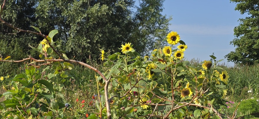 Doarpstún Hallum - Vijver september 2024