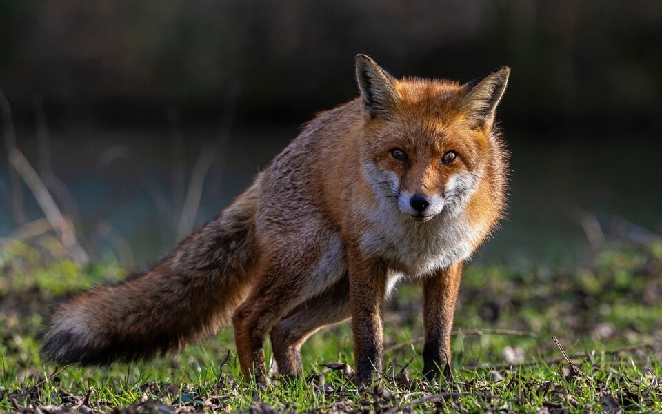 Vos staat alert in het gras aan de rand van een natuurgebied en kijkt recht in de camera.