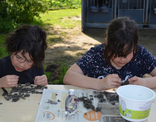 Kinderen pluizen uilenballen uit tijdens een educatieve natuuractiviteit van de Jeugdfûgelwachtdei 2026.