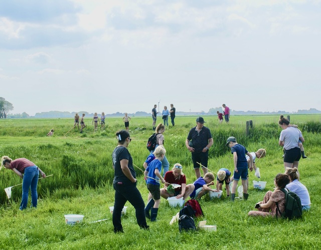 Kinderen en ouders zoeken met schepnetten naar waterdieren in het Friese weiland tijdens de Jeugdfûgelwachtdei 2026.