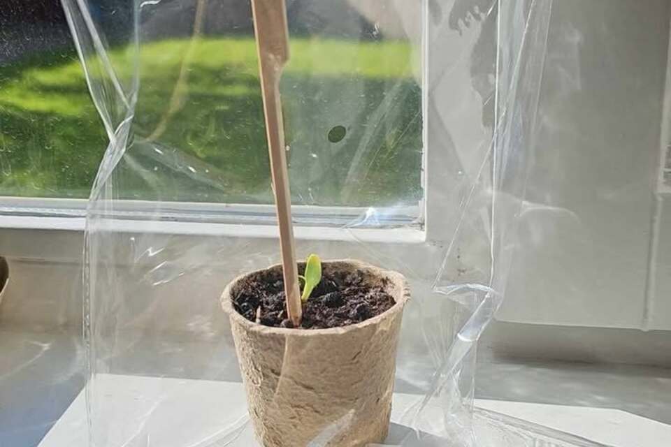25-04-2026 - De eerste UPDATE is binnen van de Heel Hallum Bloeit Zonnebloem groeiwedstrijd 2026! 😃
Dank je wel Bonny Brouwer