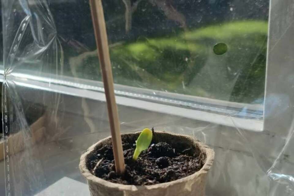 25-04-2026 - De eerste UPDATE is binnen van de Heel Hallum Bloeit Zonnebloem groeiwedstrijd 2026! 😃
Dank je wel Bonny Brouwer