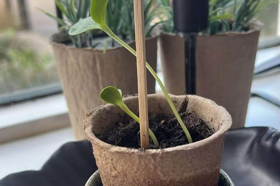 28-04-2026 - Maar liefst 2 plantjes al tevoorschijn gekomen 😊
Dank voor het delen G. Veendorp-Brouwer