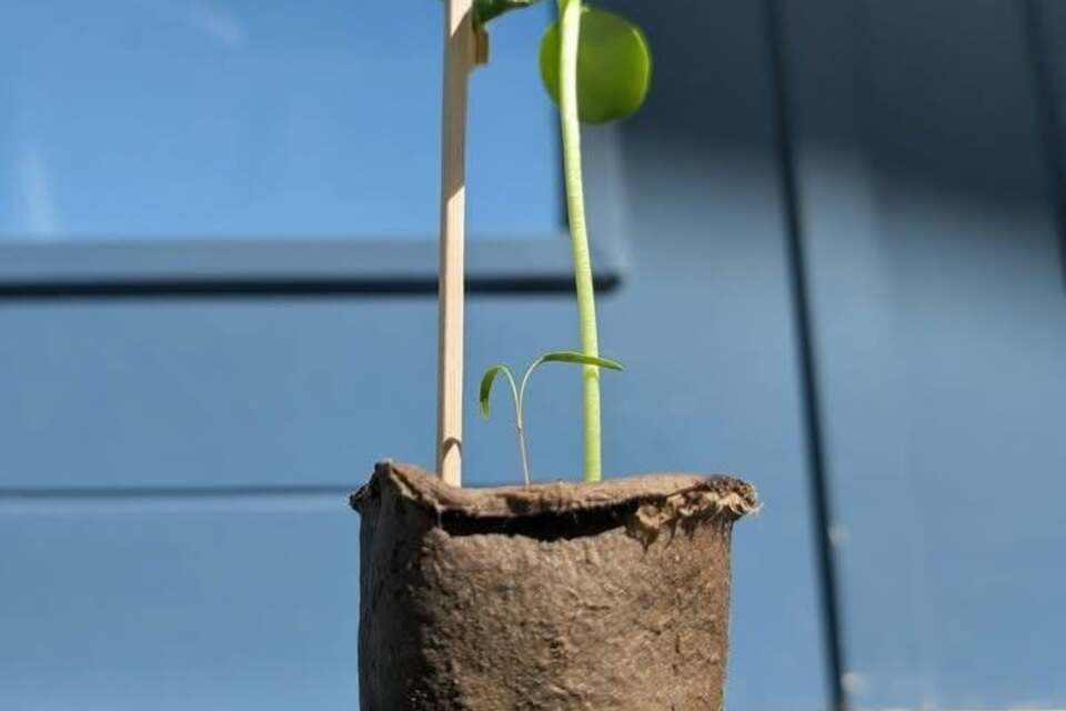 29-04-2026 - Ook bij ons twee plantjes. En dat terwijl er maar 1 zonnebloem gezaaid is 😅 Weten jullie wat het kleintje kan zijn?
Dank Vivian Monteban!