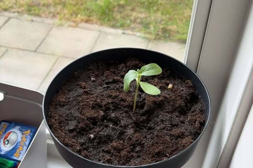 10-05-2026 - Elijah van Obs Op e Dobbe heeft vandaag zijn zonnebloem omgepot 🙂