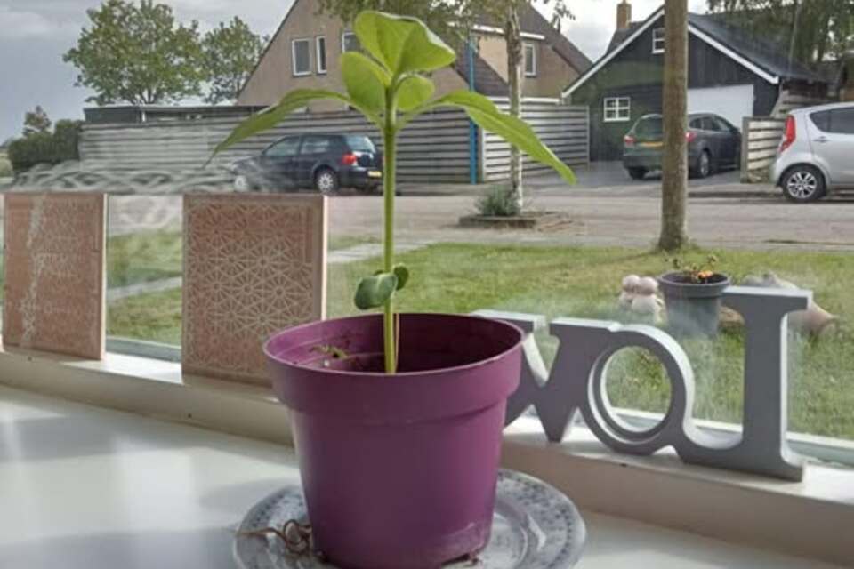 14-05-2026 - Dank je wel Gülşen voor je prachtige UPDATE in verband met de Heel Hallum Bloeit Zonnebloem groeiwedstrijd!