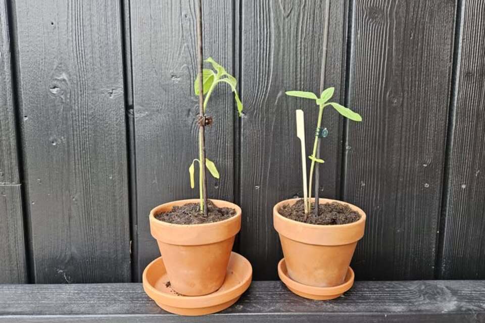 20-05-2026 - Dank jullie wel Lyfke en Elske voor deze prachtige UPDATE van de Heel Hallum Bloeit Zonnebloem groeiwedstrijd!