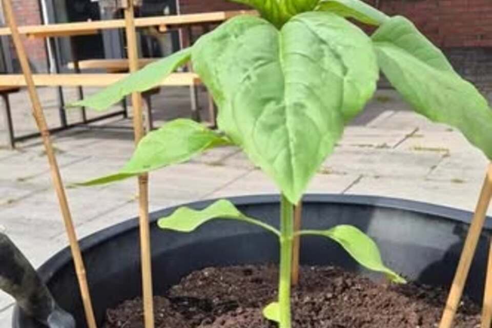 30-05-2026 - De zonnebloem van Sven groeit mooi 🌼 Dank je Astrid Riemersma - Wobbes om dit berichtje met ons te delen! ❤️