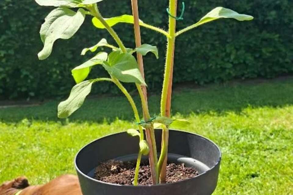 03-06-2026 - Goeiemidje, Hjirbij een foto fan de sinneblom fan Ruben.  Dy hat de groei flink te pakken. Groet,  Jacoba vd Ploeg