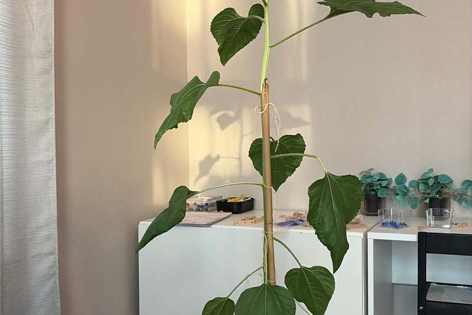 19-06-2026 - Ondertussen al mega!
Dank Fem Sellie voor deze UPDATE!