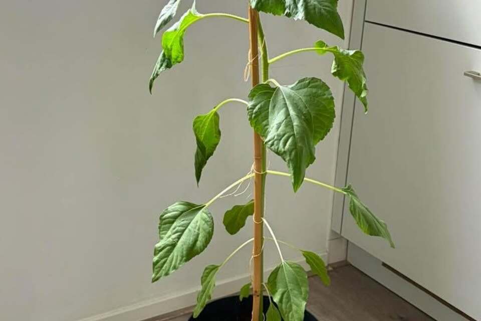 19-06-2026 - Ondertussen al mega! Dank Fem Sellie voor deze UPDATE!