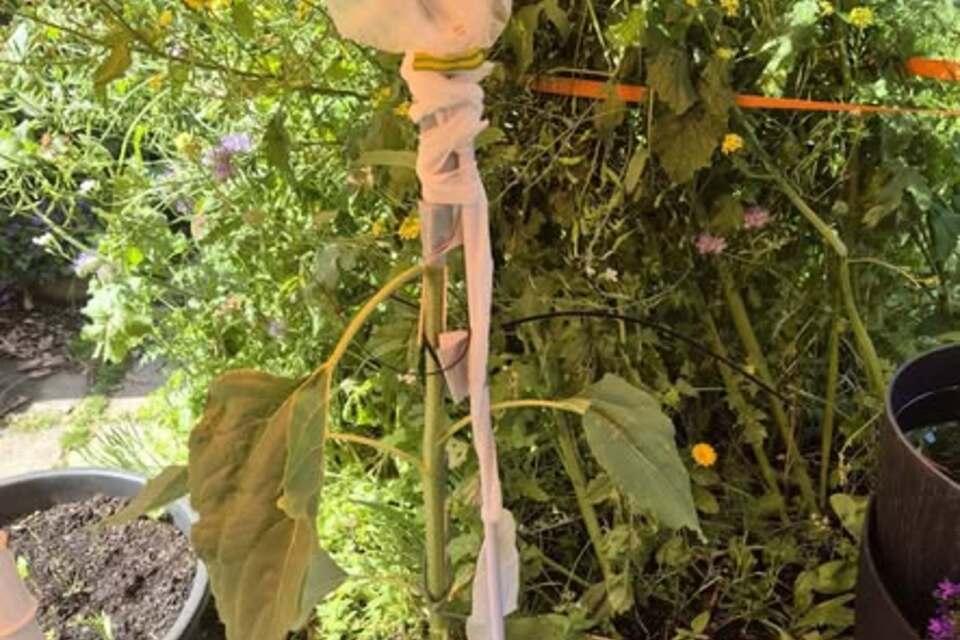 20-06-2026 - UPDATE van Sabine Paulussen: Ook deze is helaas geknakt ondanks de steun, omdat ik er snel bij was nog een kans op herstel. Het bovenste gedeelte hing nog aan een sliertje. Zonneboemen EHBO toegepast en nu hopen dat hij zich weer hersteld.