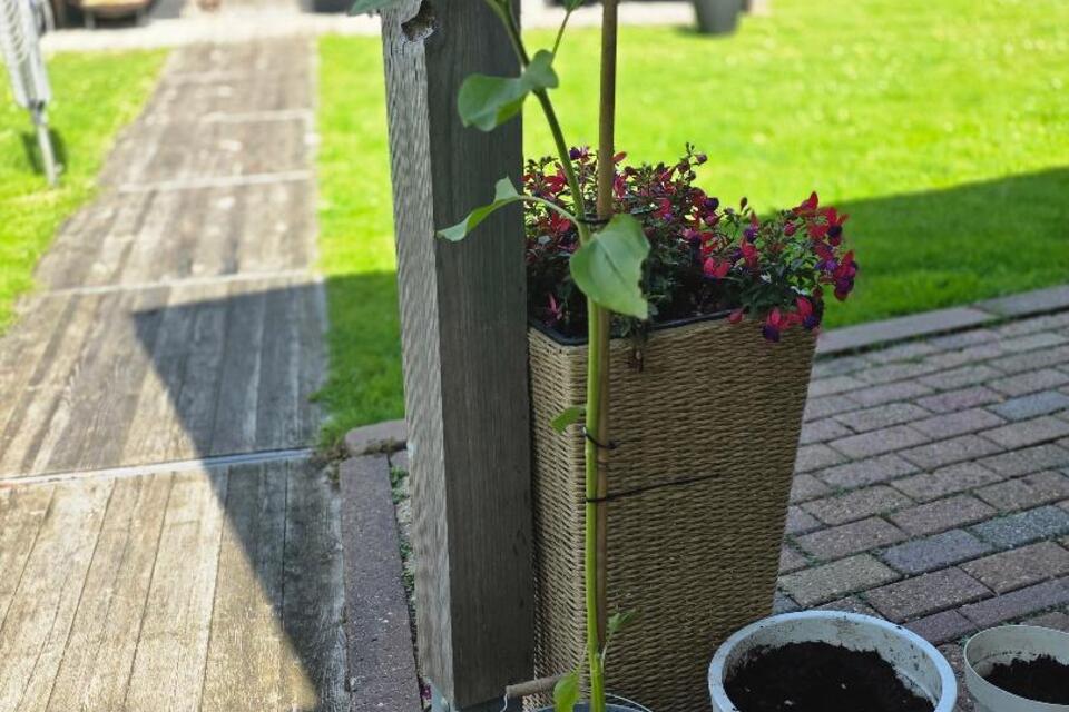 22-06-2026 UPDATE - Hierbij een prachtige foto van Jinthe haar zonnebloem. 