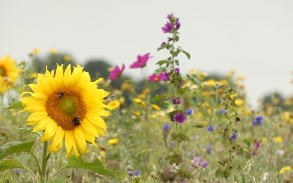 Zonnebloem in een bloeiende kruidenrijke akkerrand met wilde bloemen en bijen die nectar verzamelen.