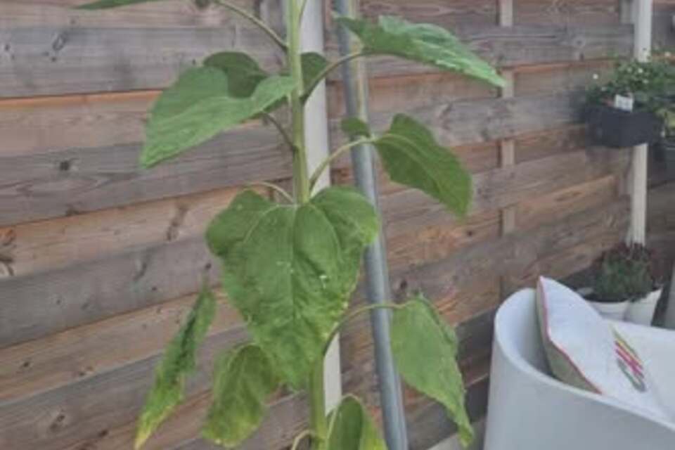 02-07-2026 UPDATE - Sven z'n zonnebloem!