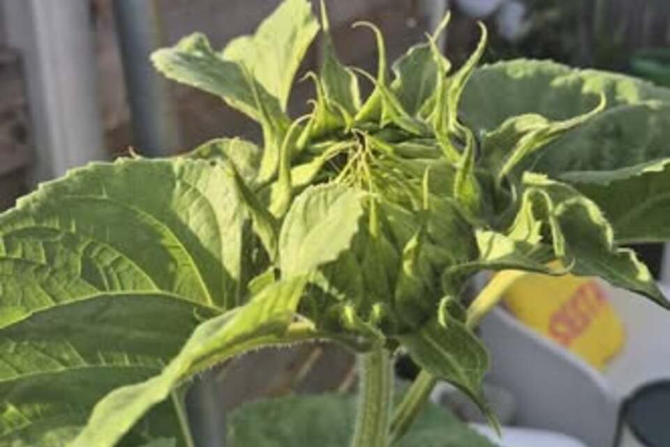 02-07-2026 UPDATE - Sven z'n zonnebloem!
