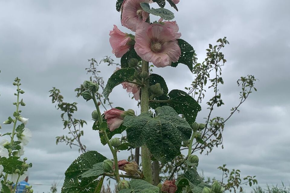 Vanochtend op de dorpstuin met Wietske ‧ 04-07-2026