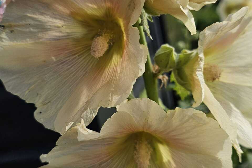 Vanavond op de dorpstuin met Dimitri & Eva ‧ 06-07-2026