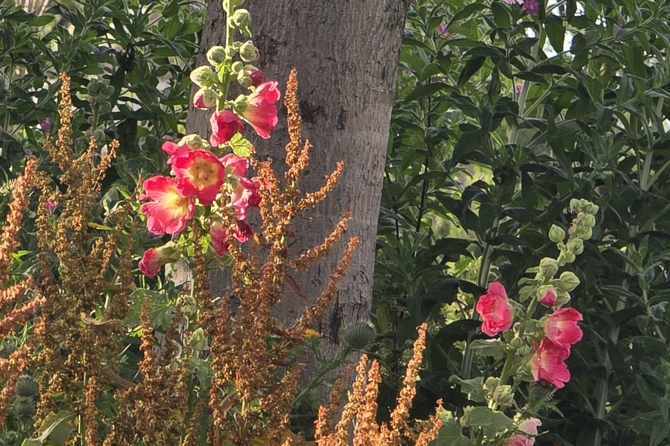 Vanavond op de dorpstuin met Dimitri & Eva ‧ 06-07-2026