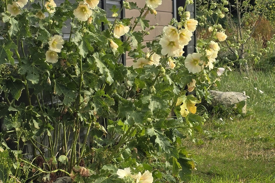 Vanavond op de dorpstuin met Dimitri & Eva ‧ 06-07-2026