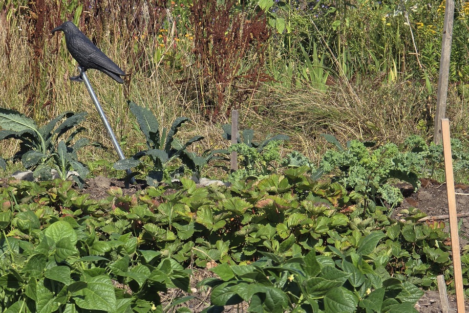 Vanochtend op de dorpstuin met Dimitri ‧ 01-08-2026