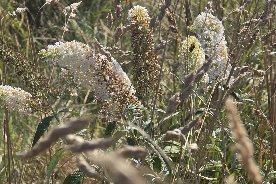 Vanochtend op de dorpstuin met Dimitri ‧ 01-08-2026