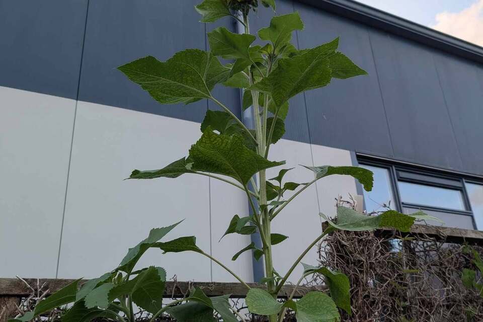 13-08-2026 - Nieuwe UPDATE van Espen en Lumen!