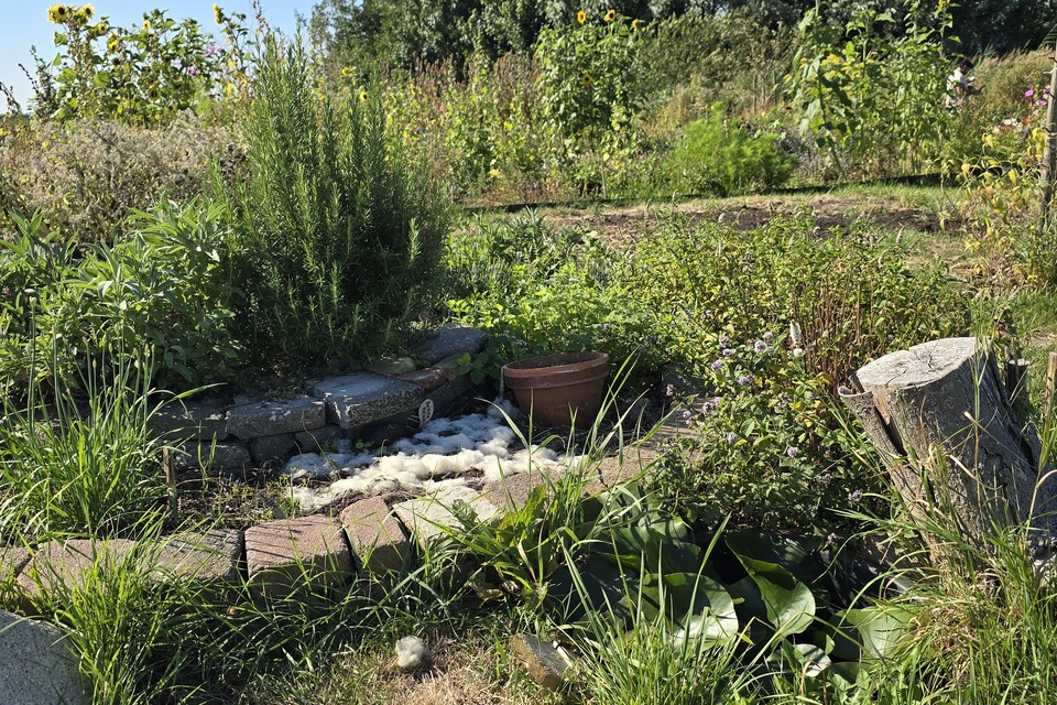 Vanochtend met Dimitri op de dorpstuin ‧ 13-08-2026