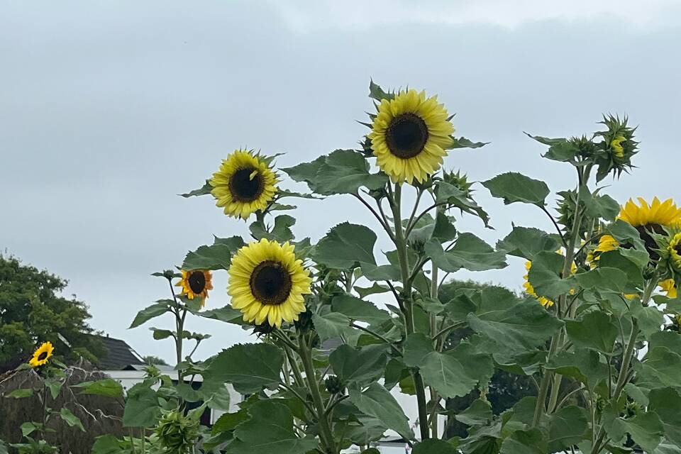 Vanochtend met Haye op de dorpstuin ‧ 15-08-2026