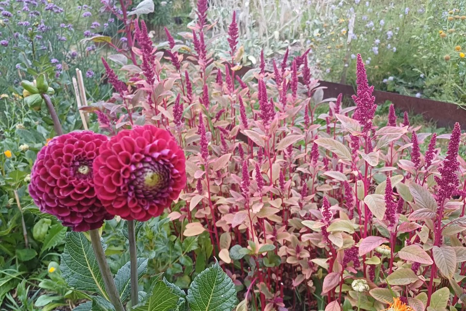 Vanavond met Jeannette op de dorpstuin ‧ 17-08-2026