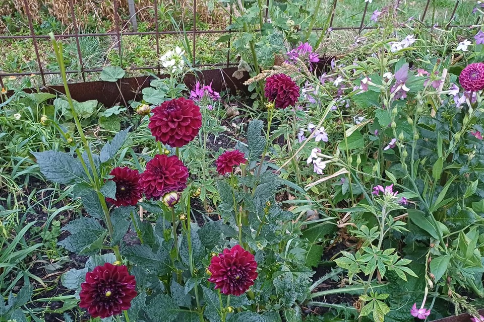 Vanavond met Jeannette op de dorpstuin ‧ 17-08-2026