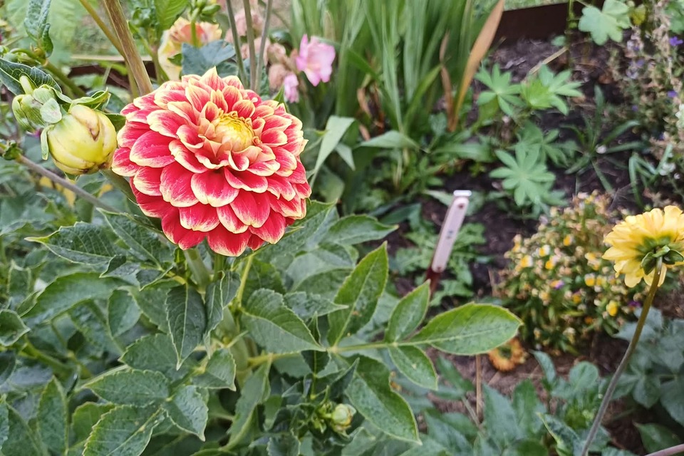 Vanavond met Jeannette op de dorpstuin ‧ 17-08-2026