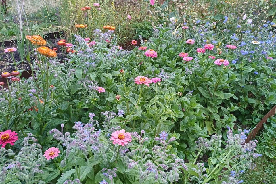 Vanavond met Jeannette op de dorpstuin ‧ 17-08-2026