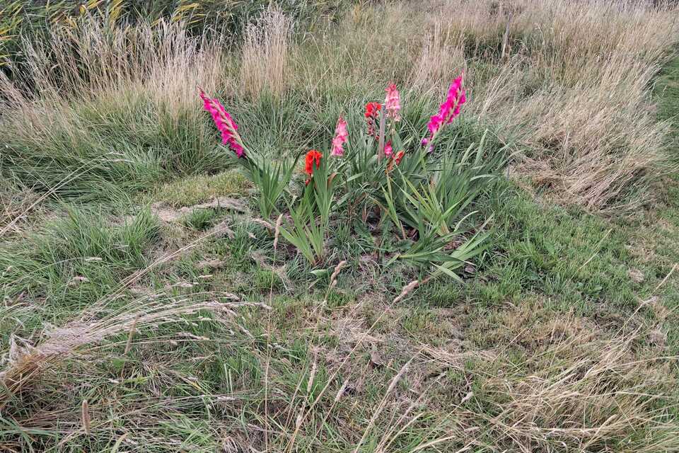 Vanmiddag met Pieter op de dorpstuin ‧ 27-08-2026