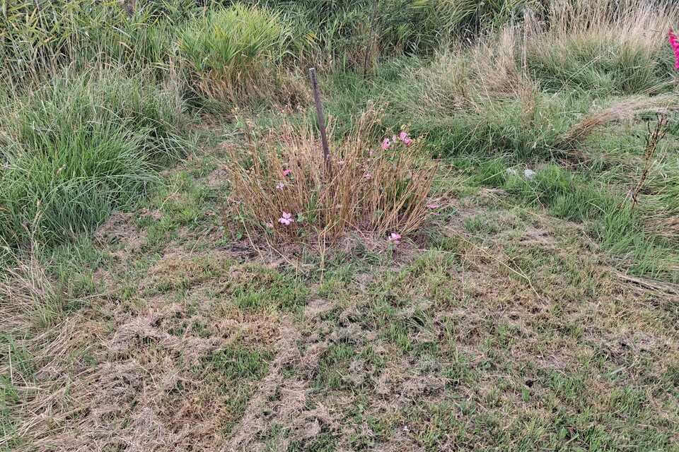 Vanmiddag met Pieter op de dorpstuin ‧ 27-08-2026