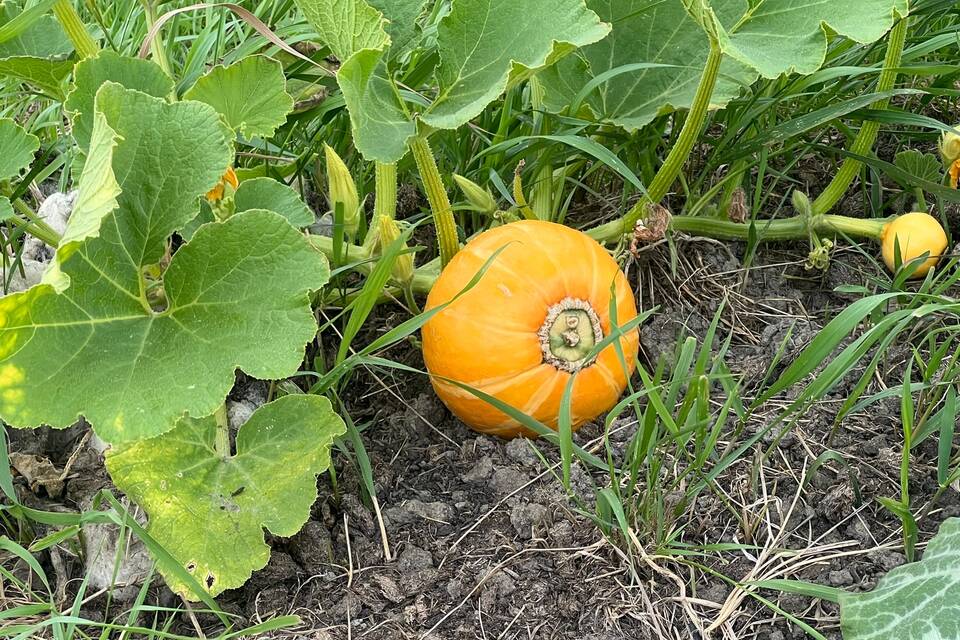 Vanmiddag op de tuin met Haye op de dorpstuin ‧ 06-08-2026