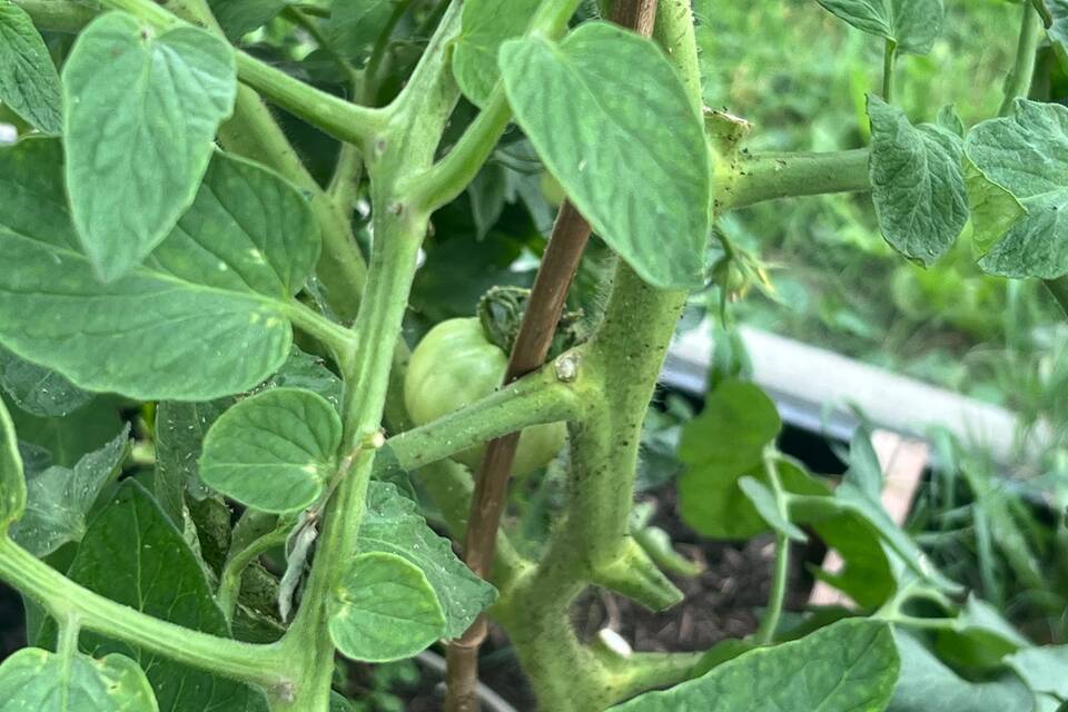 Vanmiddag op de tuin met Haye op de dorpstuin ‧ 06-08-2026